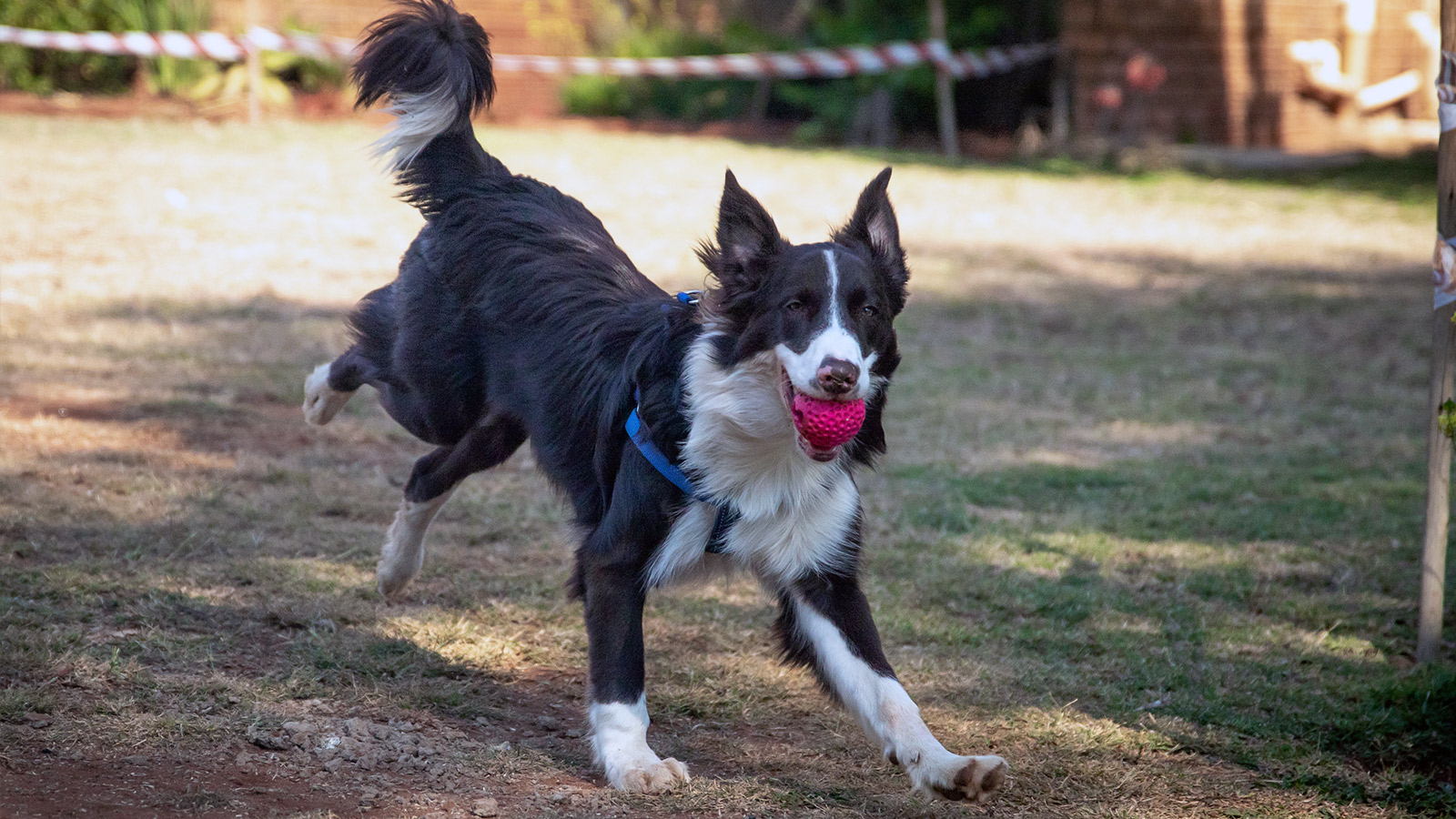 Border Collie: Cores e Curiosidades da Raça mais Inteligente do Mundo