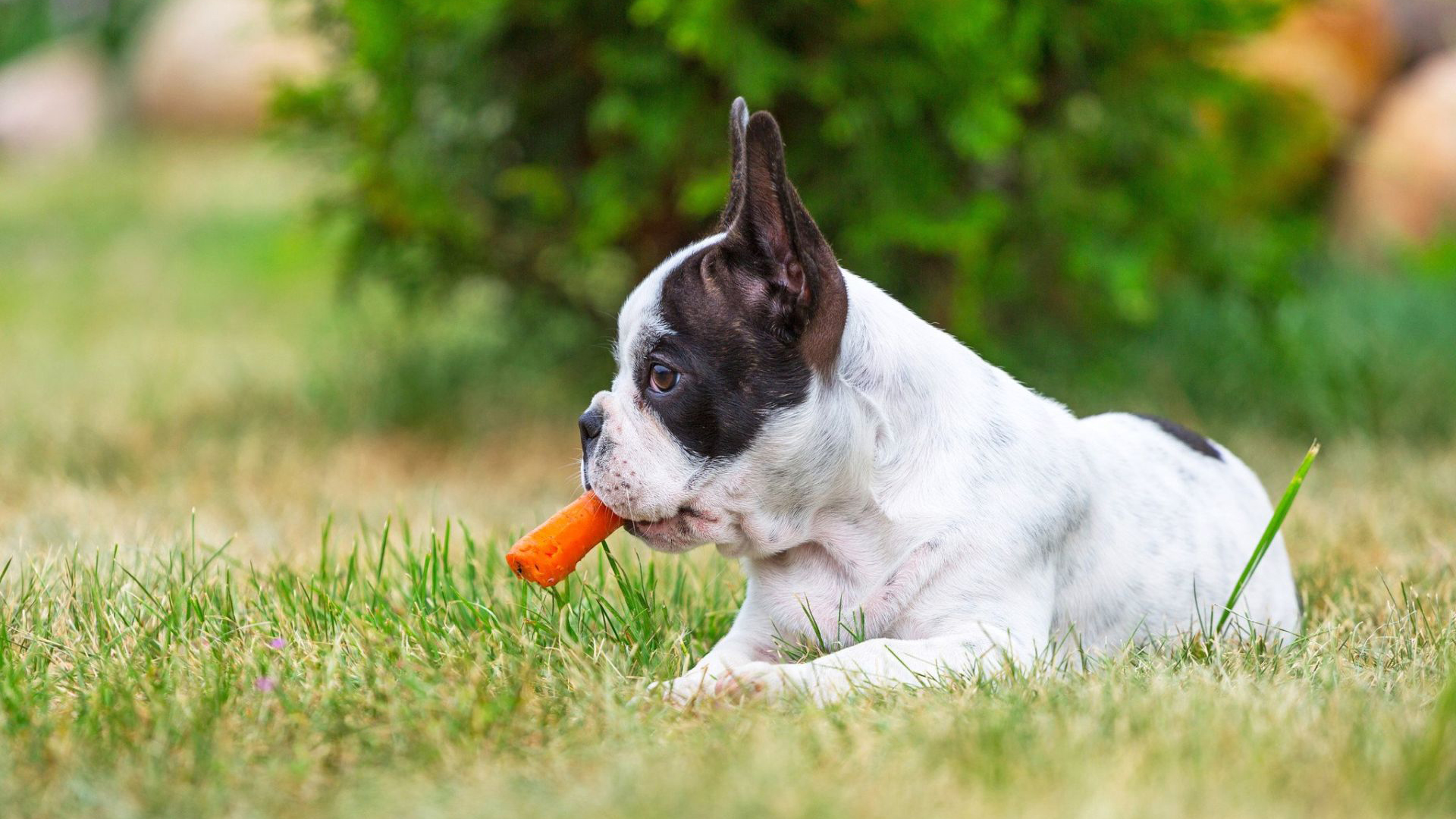 Alimentação para cachorros: quais frutas e verduras são prejudiciais e devem ser evitados para os cães