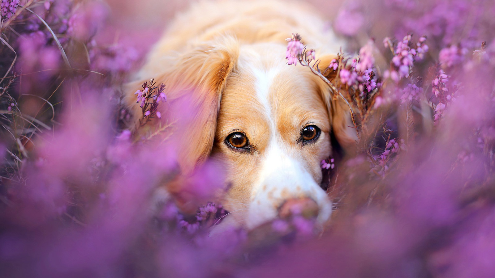 Florais para animais: Um pouco sobre o uso em animais domésticos